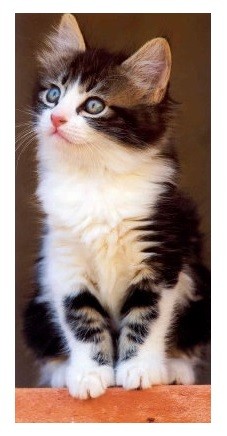XXL-Postkarte Kitten