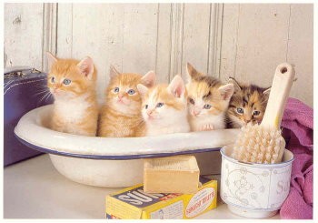 Postkarte Katzenwäsche
