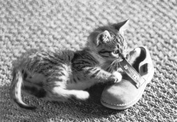 Postkarte s/w Kitten und Schuh
