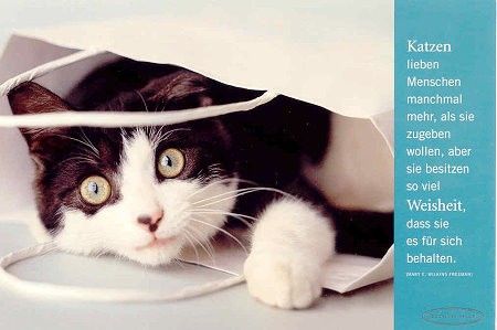 Postkarte Katzen lieben Menschen ....