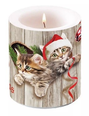 Candle Small Curious Kittens